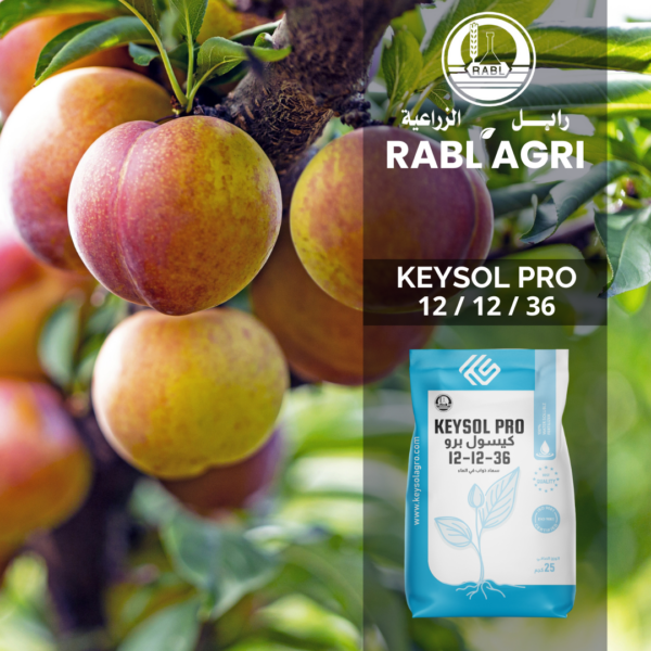 Keysol Pro 12-12-36