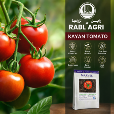 Kayan Tomato