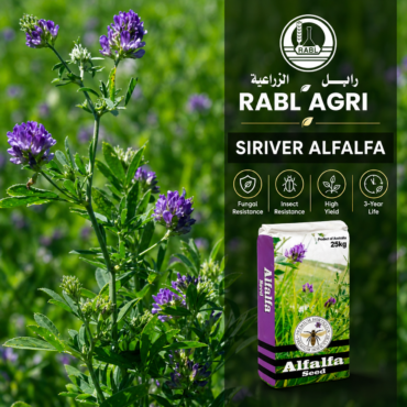 Siriver Alfalfa