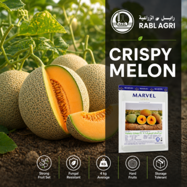 Crispy Melon