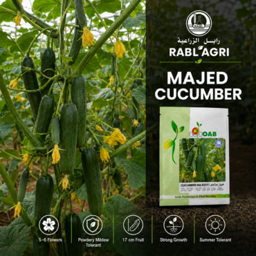 Al Majed Cucumber