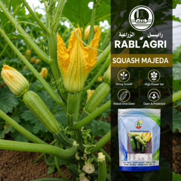 Squash Majeda