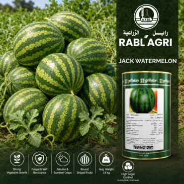 Jack watermelon