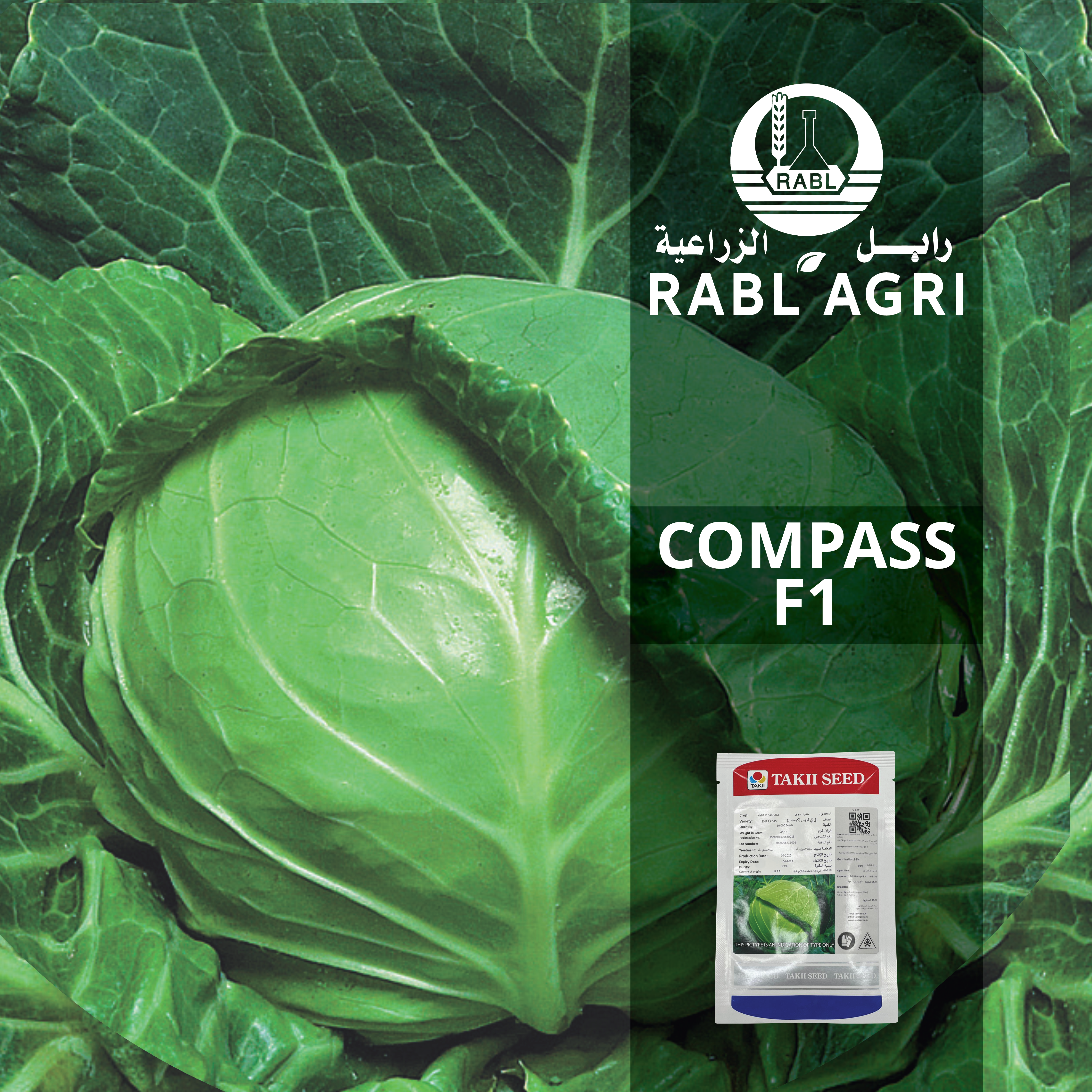 COMPASS CABBAGE