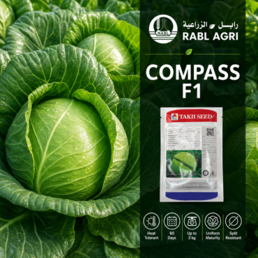 COMPASS CABBAGE