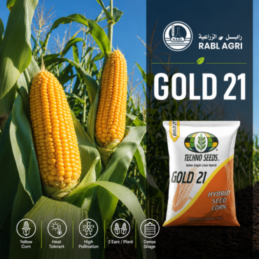 Gold 21 Corn