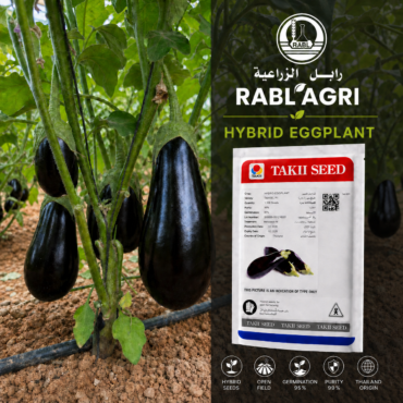 Kuro Eggplant