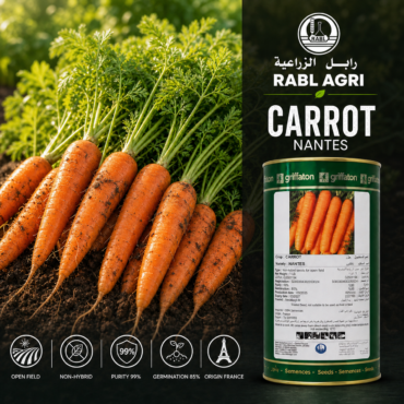 Nantes Carrot