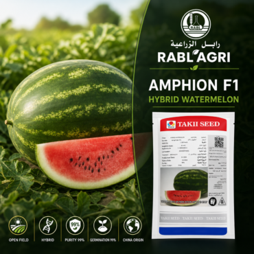 Amphion Watermelon