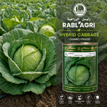 Jumbo Cross Cabbage
