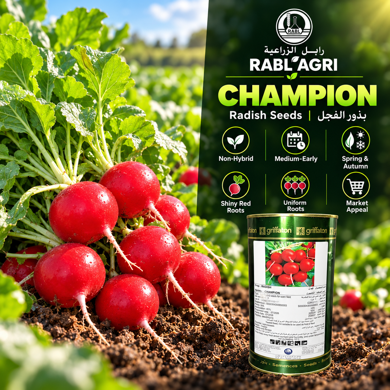 Champion Red Radish
