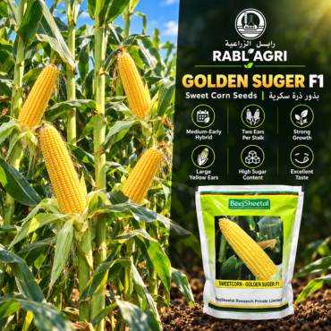 Golden Sugar F1 Sweet Corn