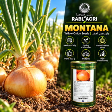 Montana Yellow Onion