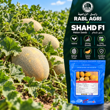 SHAHD F1 Melon