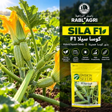SILA F1 Zucchini