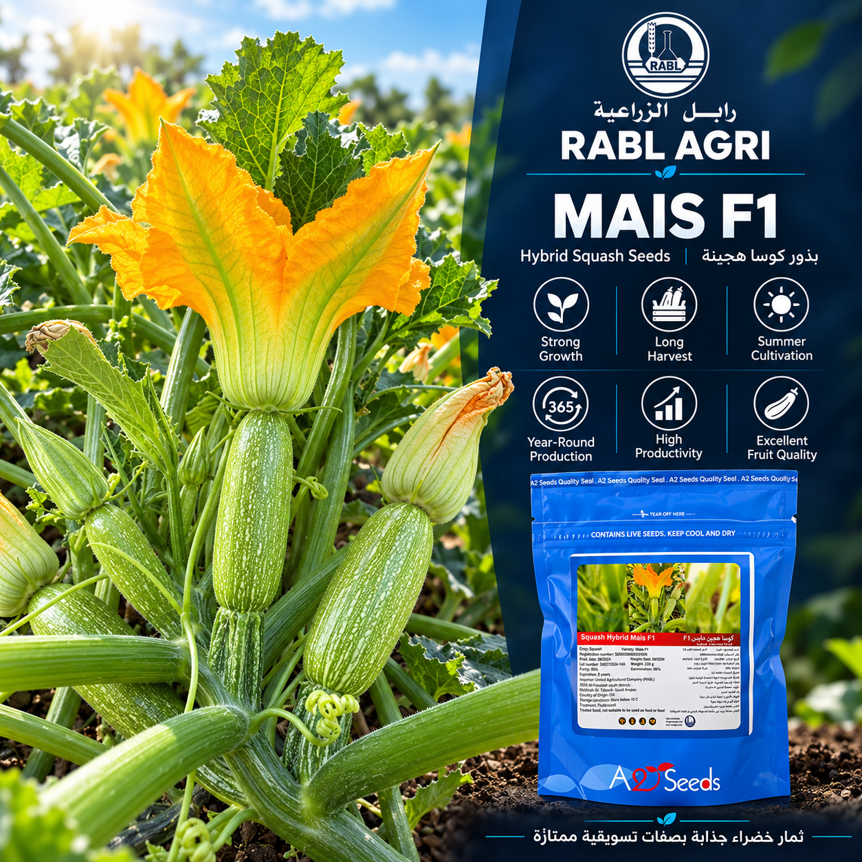 BASMA F1 Zucchini